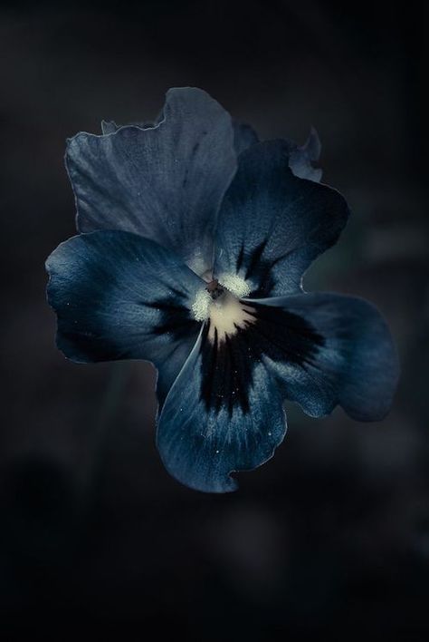 Portugal Midnight Garden, Feeling Blue, Dark Background, Blue Flower, Blue Aesthetic, Pansies, Secret Garden, Color Inspiration, Deep Blue