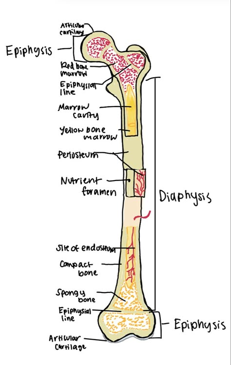 This picture shows the general anatomy of a long bone. It is composed of an outer shell called dense bone (cortical bone). Inside is the marrow cavity or medullary cavity which houses the bone marrow. At the ends of the bone the space has spongy bone as well as some in the shaft. The diaphysis provides leverage while the epiphysis is enlarged to add strength to the joint. The joint surface has articular cartilage which allows for joint movement. General Anatomy, Charting For Nurses, Nursing School Studying Cheat Sheets, Medical Assistant Student, Medical School Life, Nursing School Motivation, Basic Anatomy And Physiology, Nurse Study Notes, Nursing Student Tips