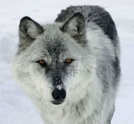 Grey and white wolf Wolf Mates, Citizen Science, Gray Wolf, Timber Wolf, Red Wolf, Wolf Love, Wolf Pictures, Beautiful Wolves, Grey Wolf