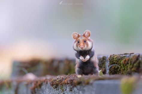 . ~Earwigging~ . . Please check @fairytalenature too 😊. . Very young and urban wild European hamster [Cricetus cricetus]...#Austria 2018 .… Hamster Reference, European Hamster, Hamster Illustration, Oc Comic, Creature Inspiration, Comic Ideas, Reference Board, Wallpaper Landscape, Mouse Rat