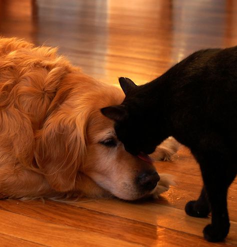 fwends...still miss my puppy Unlikely Friends, Raining Cats And Dogs, Animals Friendship, A Black Cat, Kitty Kitty, Cat And Dog, Beautiful Dogs, Animals Friends, Cat Love