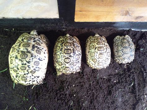 Leopard Tortoise Growth Rates - Leopard Tortoises Tortoise Aquarium, Veiled Chameleon, Tortoise Food, Tortoise House, Tortoise Enclosure, Pill Bug, Leopard Tortoise, African Leopard, Tortoise Care