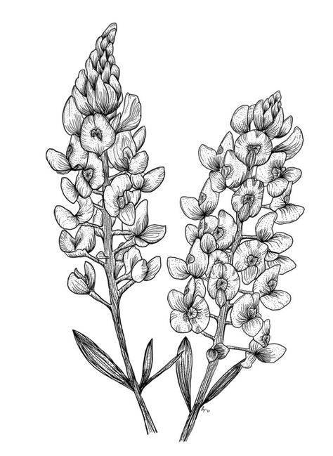 Blue Bonnet Flowers, Blue Bonnets Drawing, Bluebonnet Tattoo Men, Blue Bonnet Tattoo Black, Bluebonnet Drawing Simple, Texas Blue Bonnet Tattoo, Bluebonnet Sketch, Bluebonnet Tattoo Black And White, Bluebonnets Drawing