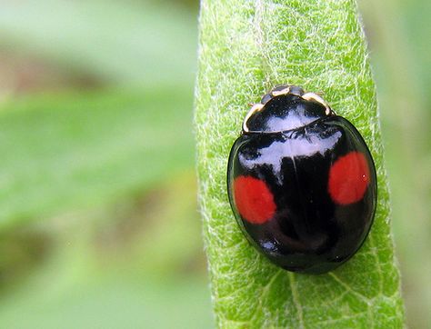 Black Ladybug Ladybug Species, Ladybug Flying, Ladybug Meaning, Ladybug Larvae, Black Ladybug, Cool Insects, Cool Bugs, A Ladybug, Black Lady