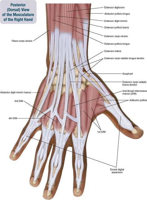 Body Muscle Anatomy, Muscle Diagram, Human Muscle Anatomy, Hand Anatomy, Anatomy Bones, Forearm Muscles, Male Figure Drawing, Human Anatomy Drawing, Muscle Anatomy