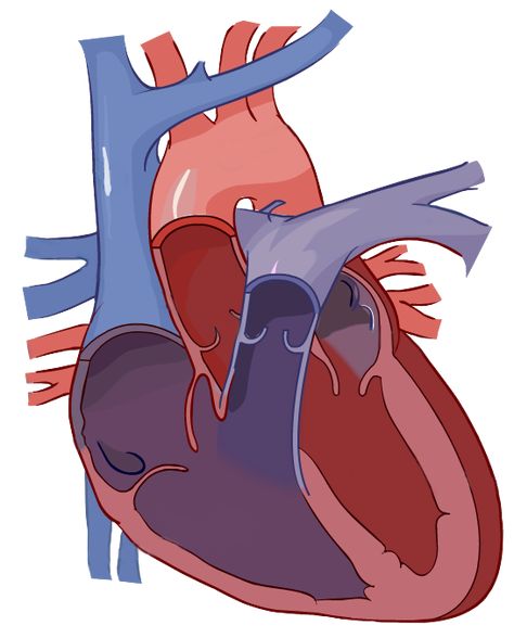 In this interactive, you can label parts of the human heart. Drag and drop the text labels onto the heart diagram. Heart Model Project, Heart Diagram Drawing, Circulatory System Drawing, Heart Circulatory System, Heart System, Human Heart Diagram, Heart Science, Creative Instagram Names, Human Circulatory System