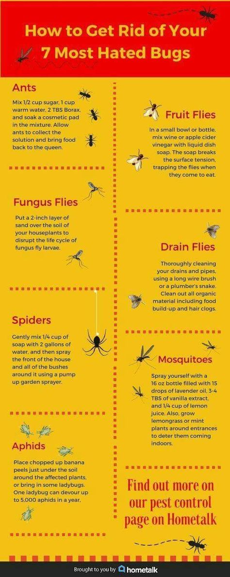 Ant Killer, Bug Killer, Most Hated, Bug Control, Homemade Cleaning, Fruit Flies, Bug Spray, Bug Repellent, Insect Control