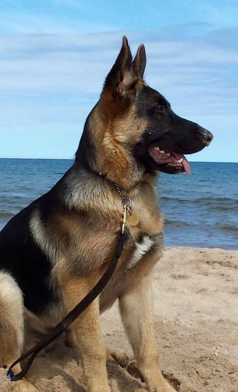 "So beautiful" Beach Dogs, Shepard Dog, German Sheperd Dogs, Dog German, German Shepards, Beach Pics, Shepherd Dogs, Cute Dogs And Puppies, Shepherd Puppies