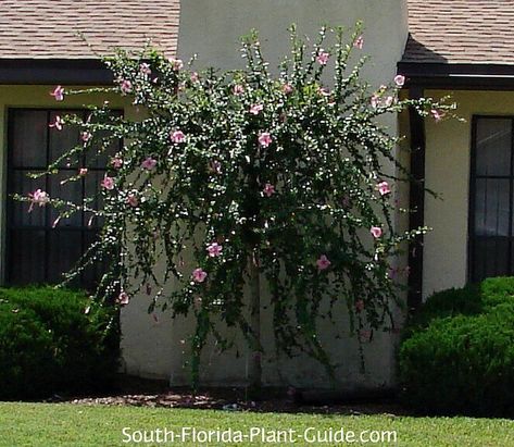 weeping hibiscus tree Weeping Hibiscus Tree, Hibiscus Tree Landscaping, Pink Flowering Bushes, Hibiscus Bush, Growing Hibiscus, Chelsea Fc Wallpaper, Hibiscus Tree, Florida Landscaping, Florida Plants