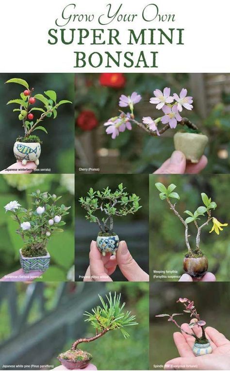 Bonsai For Beginners, Bonsai Diy, Jade Bonsai, Bonsai Tree Care, Tanaman Pot, Plantas Bonsai, Mini Bonsai, Bonsai Art, Garden Terrarium