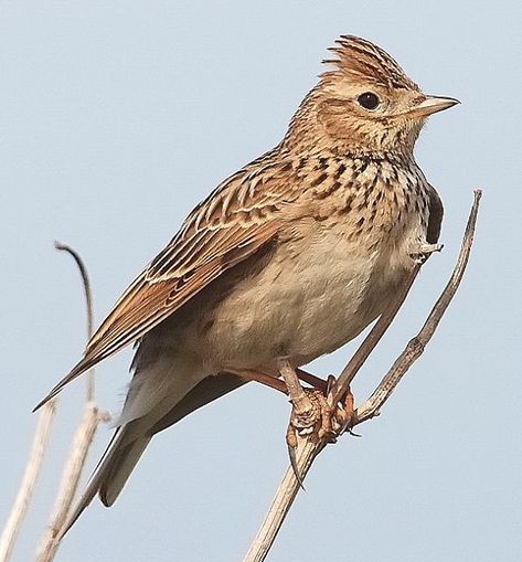 Skylark Tattoo, Skylark Bird, Nz Animals, Pine Tattoo, Easter Wall Art, Literary Tattoos, British Birds, British Wildlife, Rare Birds