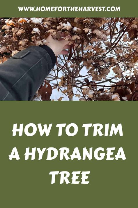 How to trim a hydrangea tree Pruning Hydrangea Tree, When To Trim Hydrangeas, Trimming Hydrangeas, Hydrangea Pruning, When To Prune Hydrangeas, Hydrangea Paniculata Limelight, Pruning Hydrangeas, Hydrangea Tree, Hydrangea Serrata