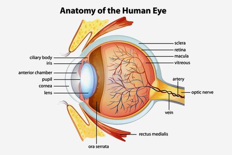 30 Amazing Facts About Human Eyes For Kids, With Diagrams Eyeball Diagram, Human Eye Diagram, Human Eye Anatomy, Parts Of An Eye, Human Eyeball, Eye Anatomy, Eye Facts, Facial Anatomy, Facts About Humans