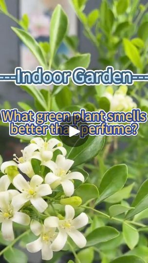 33K views · 758 reactions | Murraya Exoticaorgange jasmine #garden #homegarden #indoorplants #houseplants #indoorgarden #plants #orangejasmine #jasmine #murrayaexotica | Planting Fever | Planting Fever · Original audio Murraya Exotica, Jasmine Garden, Jasmine Plant, نباتات منزلية, Inside Plants, Patio Plants, Home Gardening, Instagram Reels, Green Plants