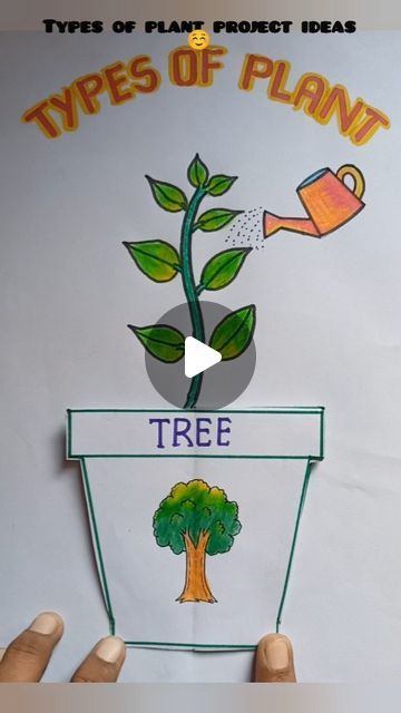 Tree Projects For School, Evs Project Ideas For Class 2, Types Of Plants Project For Kids, Plant Project Ideas For School, Part Of Plants For Kids, Types Of Plants For Kids Chart, Types Of Plants For Kids, Types Of Plants Worksheet, Plant Projects For Kids