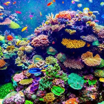 Coral Reef Aesthetic, Reef Aesthetic, Ocean Coral Reef, Ocean Coral, Sea Colour, Hanging Wire, Beauty Art, Coral Reef, Under The Sea