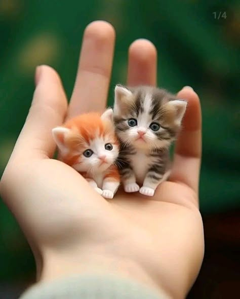 यूट्यूब लोगो, Cute Small Animals, Cute Little Kittens, Cute Animal Clipart, Cute Cat Wallpaper, Cute Cats Photos, Cute Cat Gif, Cute Cats And Dogs, Funny Cat Videos