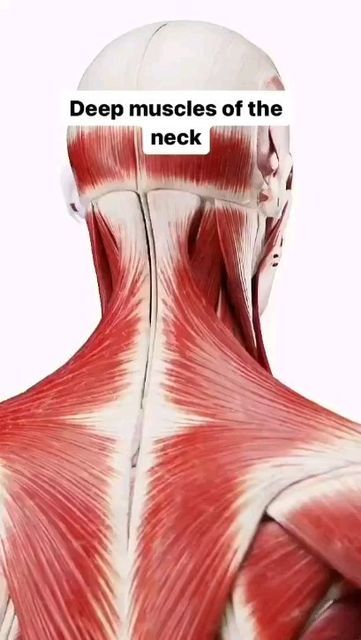 Pectoral Girdle, Muscles Of The Neck, Spinal Column, Tension Relief, Neck Pain Relief, The Movement, Neck Pain, Have You Ever, Back Pain