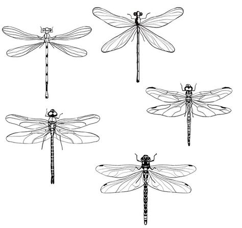 Henna Tattoo Designs Arm, Dragonfly Drawing, Dragonfly Tattoo Design, Flash Tattoo Designs, Dragonfly Tattoo, Tattoo Project, Minimalist Tattoos, Dainty Tattoos, Henna Tattoo Designs