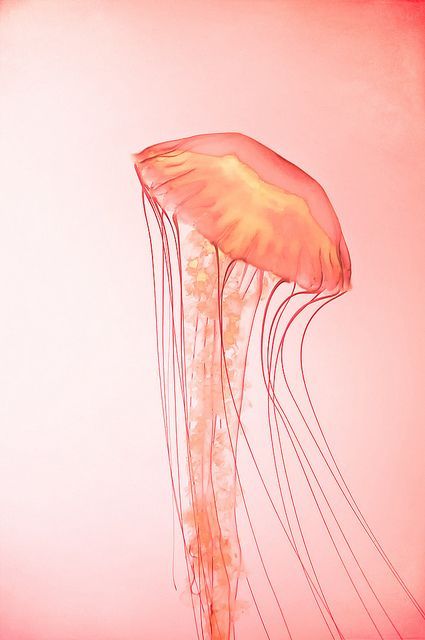 Color Me Cool: Exposed Griffonnages Kawaii, Coral Colour Palette, Shedd Aquarium, Jellyfish Design, Wallpaper Rose, Peach Walls, Jellyfish Print, Coral Wallpaper, Peach Wallpaper