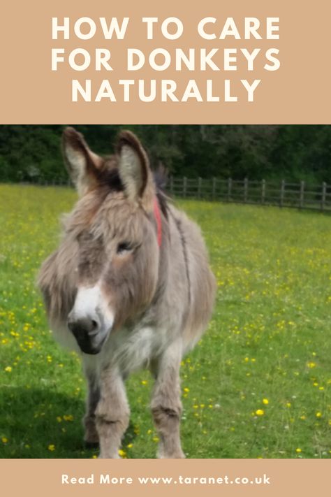 Donkey Care Tips, Raising Donkeys, Donkey House, Mini Horse Barn, Farm Donkey, Donkey Training, Donkey Care, Pet Donkey, Ranch Animals