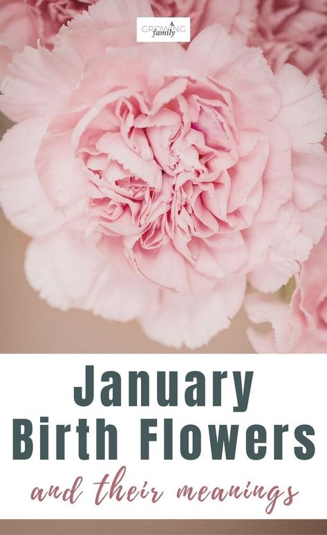 Flower For January Birth Month, Snowdrop Meaning, Birth Flower January, Carnation Flower Meaning, January Flowers, January Flower, January Birth Flower, Yard Makeover, January Birth Flowers