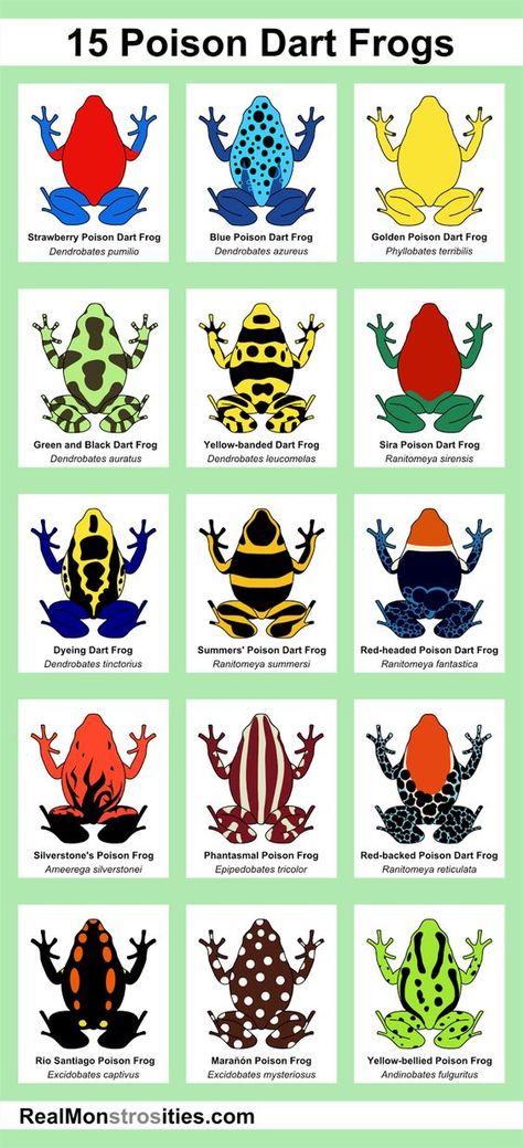 15 Poison Dart Frogs http://chefleez.com Thailand's #1 cooking school in Bangkok. Dart Frog Vivarium, Dart Frogs, Poison Dart, Salamanders, Dart Frog, Frog And Toad, Cooking School, Tree Frogs, Reptiles And Amphibians