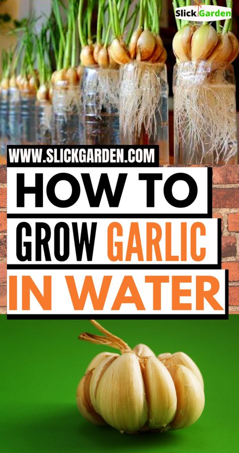 Grow Garlic In Water, Grow Garlic Indoors, Garlic Growing, Gemüseanbau In Kübeln, Regrow Vegetables, Night Creatures, Grow Garlic, Planting Garlic, Indoor Vegetables