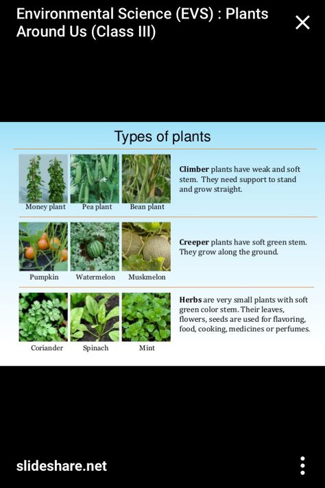 Types of plants Types Of Plants For Kids Chart, Types Of Plants Worksheet, Evs Project, Plant Presentation, Preschool Curriculum Free, Vegetable Chart, Plants Worksheets, Creepers Plants, Climber Plants