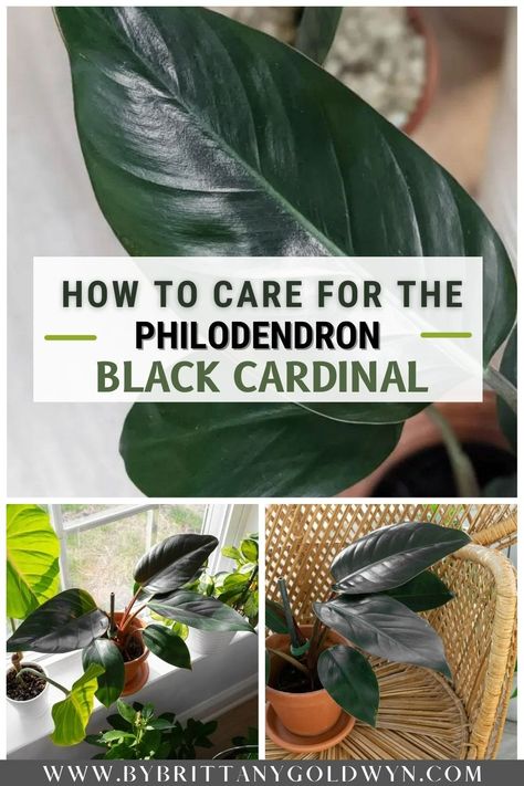 Philodendron Black Cardinal, Philodendron Plant, Inside Plants, Indoor Plant Care, Deep Burgundy, Snake Plant, Plant Lady, All Plants, Plant Life