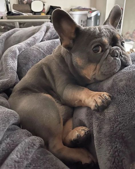 Frenchie Owners on Twitter: "It’s almost lunch, prep my food human #frenchie #frenchietwitter… " Frenchton Puppies, Frenchies Puppies, Baby Frenchie, Cat And Dog Drawing, Frenchie Dog, Francia Bulldog, Frenchie Bulldog, Cute Bulldogs, Frenchie Puppy