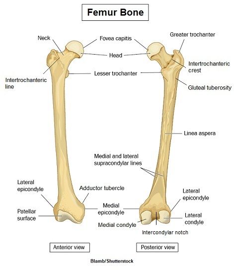 Femur Bone Anatomy Landmarks and Muscle Attachments Bone Landmarks Anatomy, Humerous Bone Anatomy, Bone Markings Anatomy, Long Bone Anatomy, Femur Bone Anatomy, Bone Anatomy Drawing, Anatomy Landmarks, Femur Anatomy, Vertebrae Anatomy