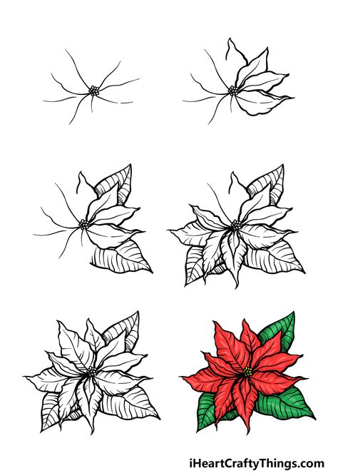 How To Draw A Poinsettia – A Step by Step Guide How To Draw A Poinsettia, How To Draw A Poinsettia Step By Step, Poinsettia Line Drawing, How To Draw Poinsettia, Pointessia Christmas, Poinsettia Flower Drawing, Draw A Poinsettia, Pointsetta Flower, Poinsettia Drawing