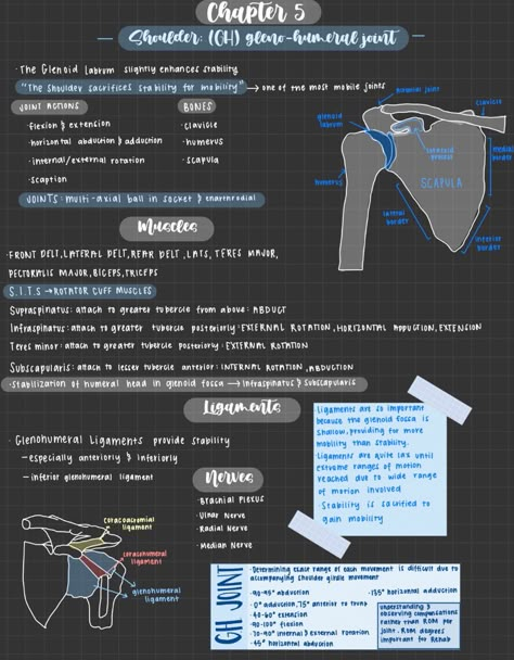 Kinesiology Notes Aesthetic, Kinesiology Study Notes, Kinesiology Notes, Medical Notes Aesthetic, Romanticizing University, Kinesiology Aesthetic, Xray Anatomy, Kinesiology Major, Memorization Techniques