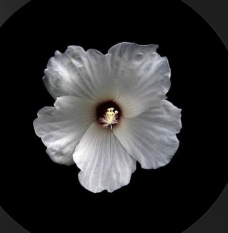 Vintage Film Photography, Flower Portrait, Flowers Black Background, Flower App, Flower Icons, Nothing But Flowers, Aura Colors, Flower Therapy, Flower Art Images