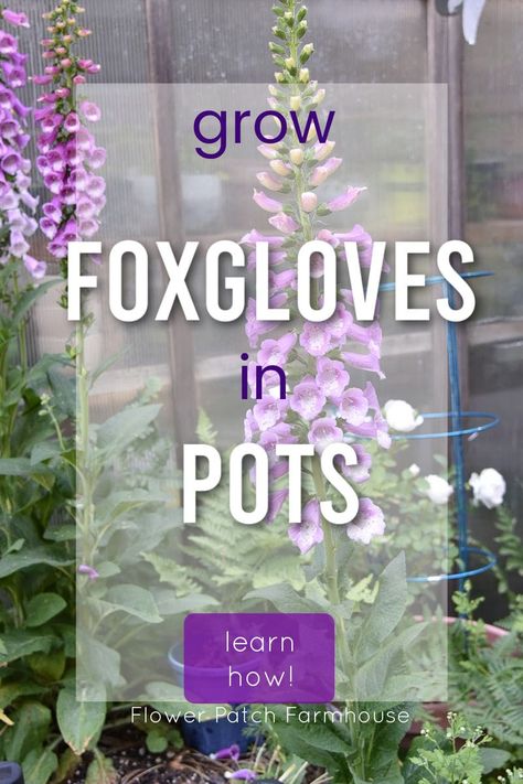 Yes, you can grow foxgloves in pots! Great for containers gardens, small-space gardens, or just because you want to grow foxgloves in pots. Easy to grow and they lure the pollinators in by the droves. Add a touch of a cottage garden to anywhere you can imagine. Cottage Garden Containers, Foxglove In Pots, Foxgloves In Pots, Foxglove Flower How To Grow, Cottage Container Garden, Foxgloves In Garden, Foxglove Care, Perennials In Pots, Accessible Gardening