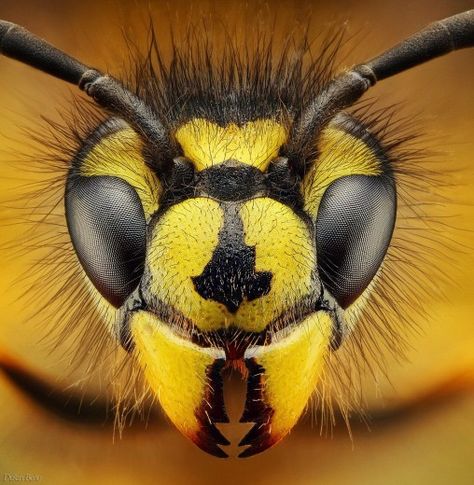 Amazing Macro Photography, Macro Fotografia, Macro Photography Insects, Pictures Of Insects, Macro Pictures, Micro Photography, Photo Macro, Insect Photography, Bees And Wasps