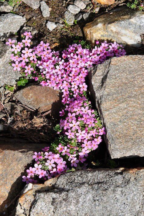 A haiku for difficult times by Shokyu-Ni:  "Violets here and there—  in the ruins of my burnt house." Rock Garden Design, Ground Cover, Rock Garden, Garden Paths, Dream Garden, Garden And Yard, Flower Beds, Backyard Garden, Garden Projects