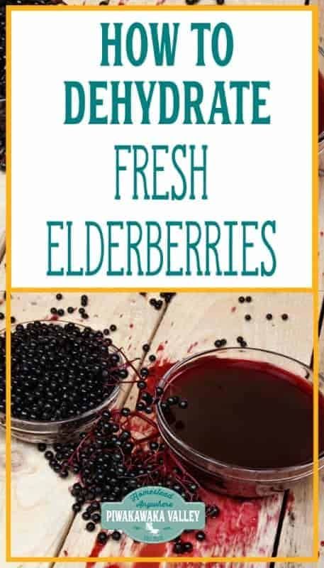 Dried Elderberries, Dehydrating Food Storage, Elderberry Plant, Elderberry Bush, Canned Plums, Elderberry Syrup Recipe, Elderberry Recipes, Elderberry Gummies, Dehydrated Vegetables