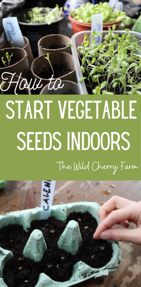 How To Start Vegetable Seeds Indoors, How To Plant Vegetable Seeds, How To Plant Seeds Indoors, Starting Vegetable Seeds Indoors, Best Way To Start Seeds Indoors, How To Start Seeds, How To Grow Vegetables From Seeds, How To Save Seeds From Vegetables, Start Seeds Indoors Diy