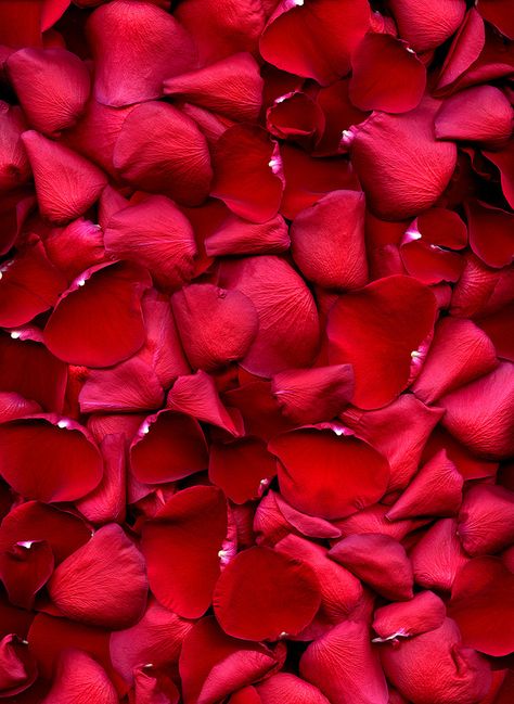 .Rose petals.                    t Red Rose Petals Aesthetic, Rose Petals Aesthetic, Rose Petals Wallpaper, Rose Patels, Rose Asthetics, Rose Petals Background, Red Rose Pictures, Drawing Roses, Rose Pedals