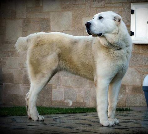 Dogs Tattoo Ideas, Asian Shepherd Dog, Alabai Dog, Central Asian Shepherd, Asian Dogs, Dog Types, Loyal Dog Breeds, Kangal Dog, Aesthetic Animals