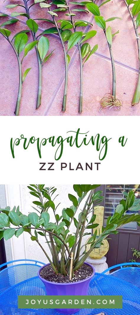 Propagate Zz Plant In Water, Easiest Plants To Propagate, How To Propagate A Zz Plant, Zzz Plant, Garden Tattoo Ideas, Zz Plant Propagation, Garden Sleeve Tattoo, Houseplant Propagation, Leaf Propagation