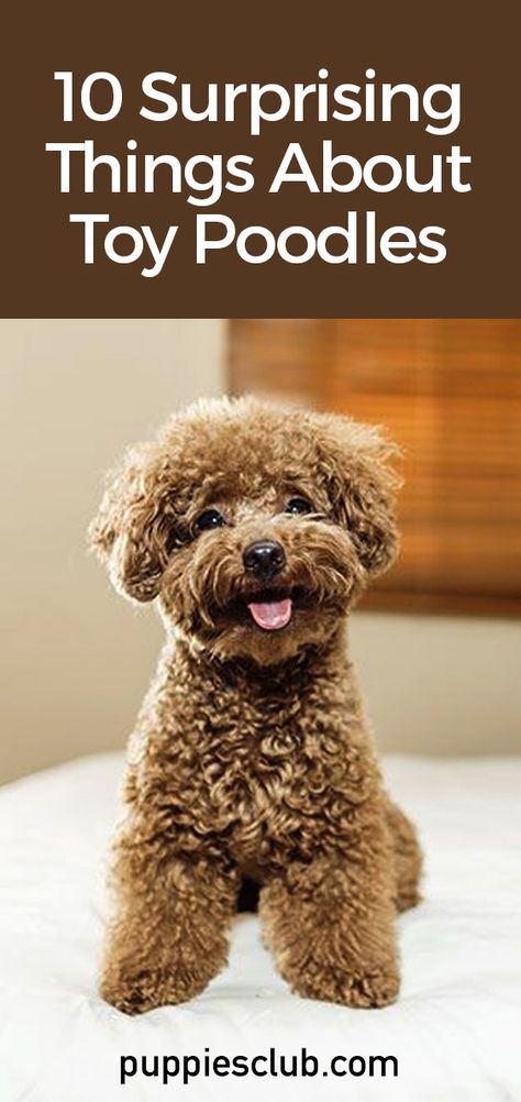 Haircuts For Toy Poodles, Toy Poodles Puppies, Chocolate Poodle Toy, Poodle Haircuts Miniature, Red Toy Poodle Full Grown, Toy Poodles Full Grown, Toy Poodle Puppies Haircuts, You Poodle Puppy, Merle Toy Poodle