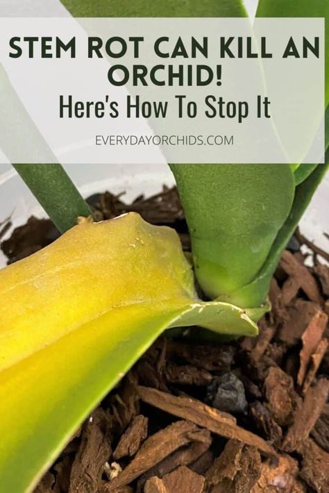 Stem rot most often afflicts Phalaenopsis and Vanda orchids and can be deadly if left untreated. Learn to identify, treat and prevent stem rot, or collar rot, in your orchid. #Orchid #OrchidCare #Phalaenopsis #StemRot Orchid Leaves Turning Yellow, Orchid Diseases, Orchid Propagation, Orchid Food, Orchids In Water, Repotting Orchids, Indoor Orchids, Orchid Fertilizer, Orchid Plant Care