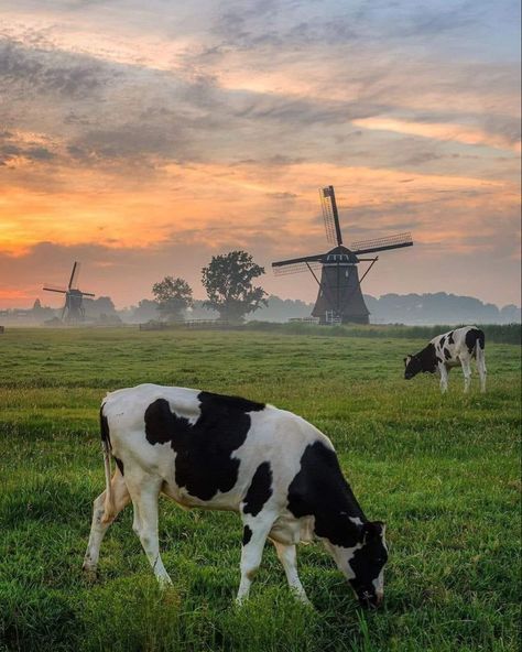 Dutch Countryside, Dutch Farms, Cow Pasture, Beautiful Dogs Photos, Farm Lifestyle, Cow Pictures, Dutch Windmills, Landscape Photography Nature, Stunning Photography