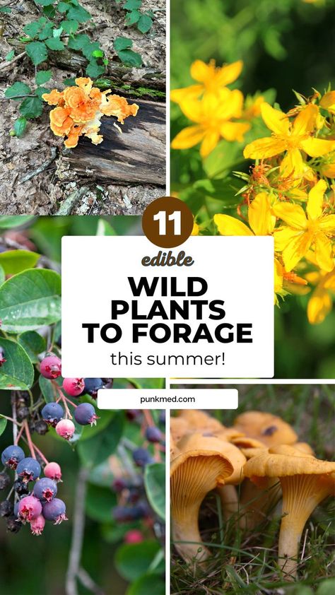 Wow, this guide to summer foraging has me inspired to get outside this summer and find some food! Foraging Aesthetic, Summer Foraging, Provident Living, Food Foraging, Wild Foraging, Wild Food Foraging, Foraging Recipes, Edible Wild Plants, Uk Summer