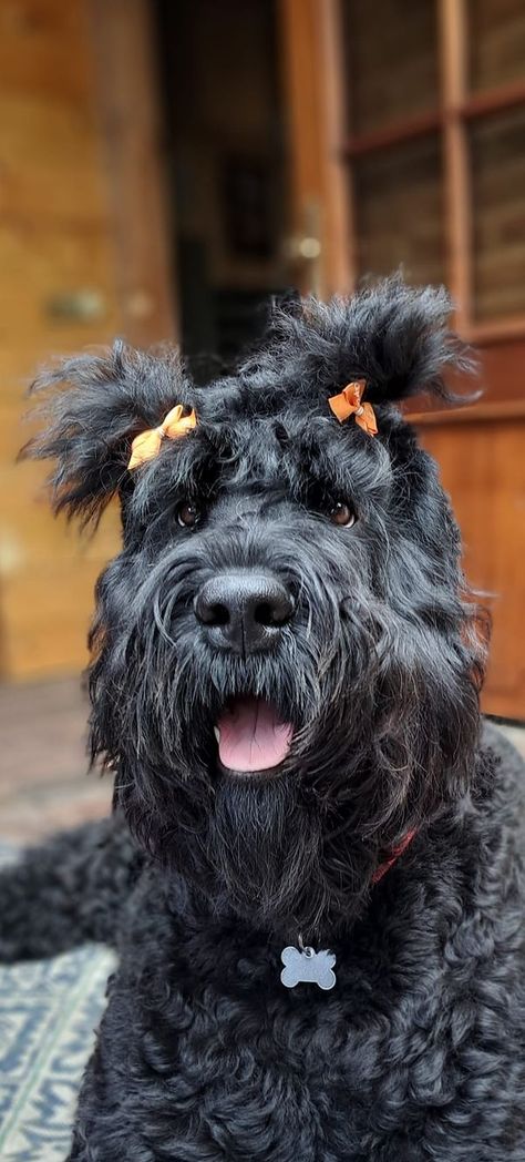 Black Russian Terrier Appreciation | Today Kingsday in holland with Roxy 🥰 | Facebook Russian Terrier, Old Man Fashion, Black Russian Terrier, Black Russian, Animal References, Dream Dog, Man Fashion, Old Men, Roxy