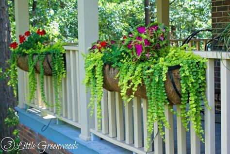 Sharing is Caring! MUST PIN post for awesome curb appeal! Best ideas for hanging baskets to turn your front porch planters into instant WOW!… Planters Boxes, Railing Planters, Porch Planters, Creeping Jenny, Plants For Hanging Baskets, Hanging Plants Indoor, Hanging Flower Baskets, Hanging Plant Holder, Plant Basket