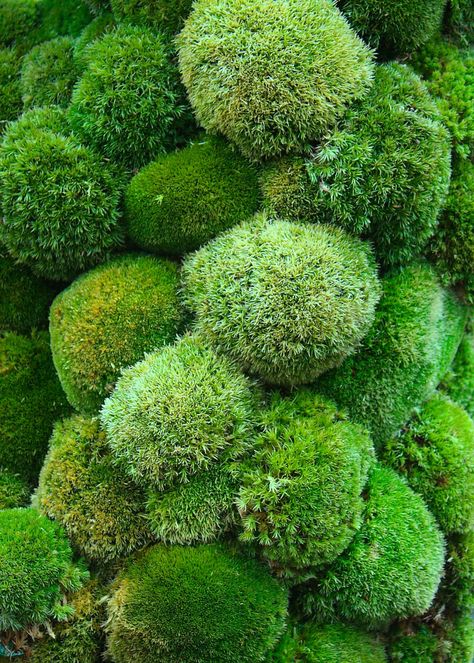 Mulligt Mos Wand, Moss Growing, Planting Design, Moss Garden, Chelsea Flower, Chelsea Flower Show, Paradise On Earth, Alam Yang Indah, Flower Show